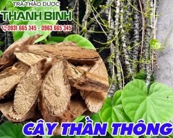 Mua cây thần thông chất lượng tại TPHCM